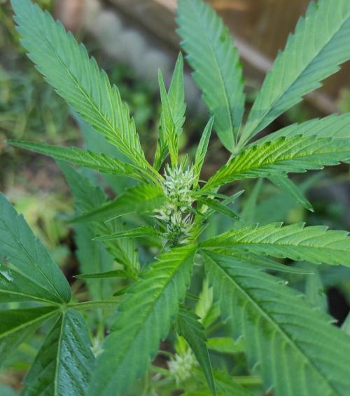 Late Summer Limited Edition Gelato Auto. Week 6 - Day 49 Gelato Auto (kola)