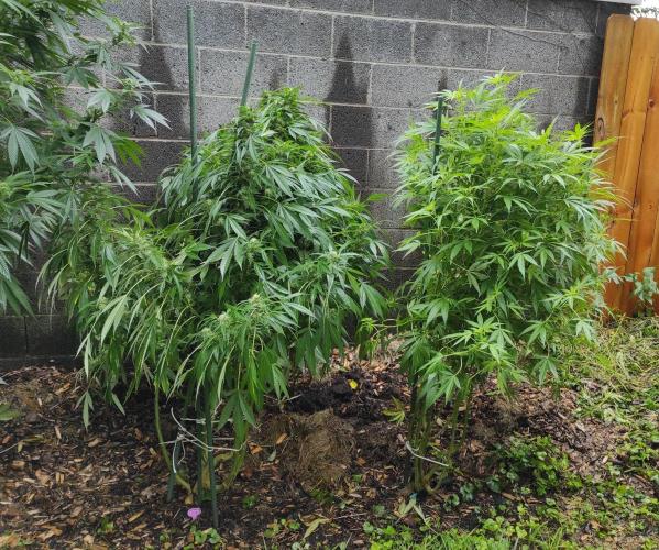 Six for the Summer of 2026. Week 21 - Day 153 Strawberry Haze (tied up)