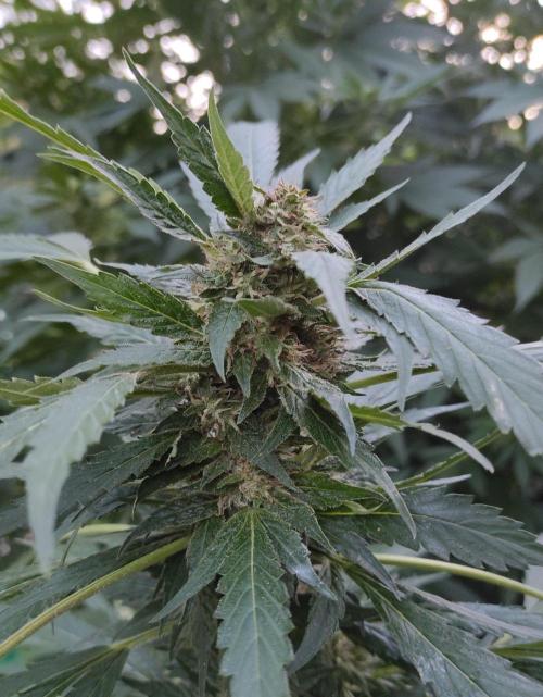 Six for the Summer of 2026. Week 21 - Day 155 Strawberry Haze (bud)