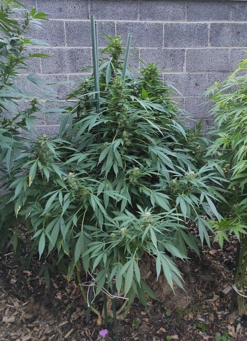 Six for the Summer of 2026. Week 21 - Day 155 Strawberry Haze
