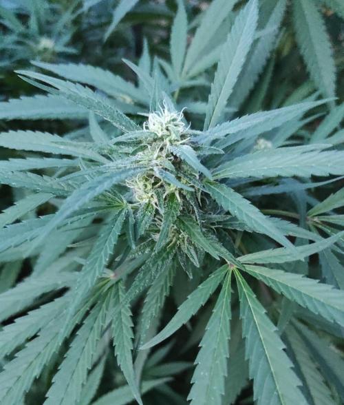 Six for the Summer of 2026. Week 21 - Day 155 Super Lemon Haze (bud)