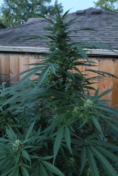 Six for the Summer of 2026. Week 21 - Day 155 Super Lemon Haze (kola)