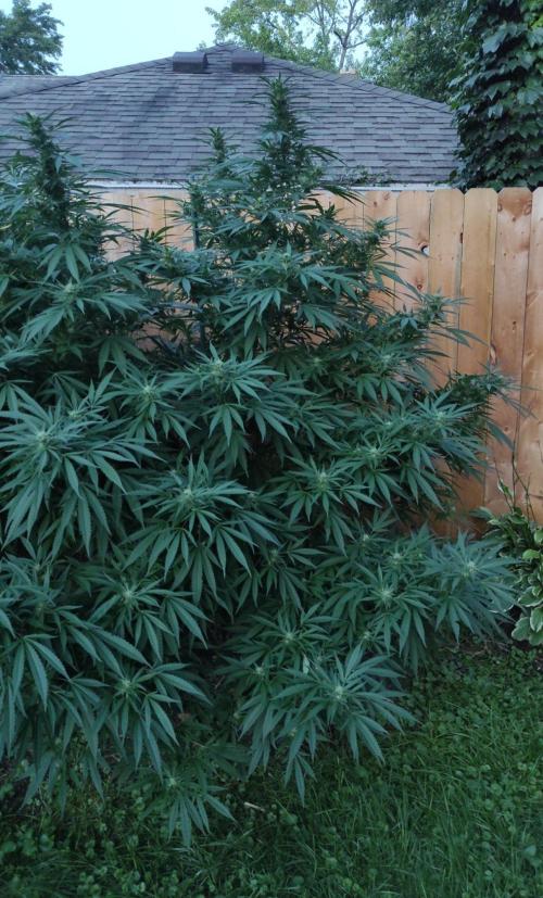 Six for the Summer of 2026. Week 21 - Day 155 Super Lemon Haze