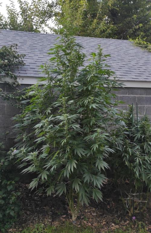 Six for the Summer of 2026. Week 21 - Day 155 Tahoe OG
