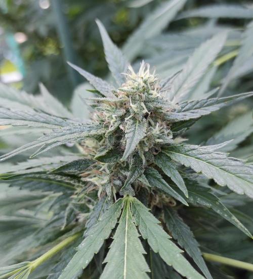Six for the Summer of 2026. Week 22 - Day 162 Strawberry Haze (bud)