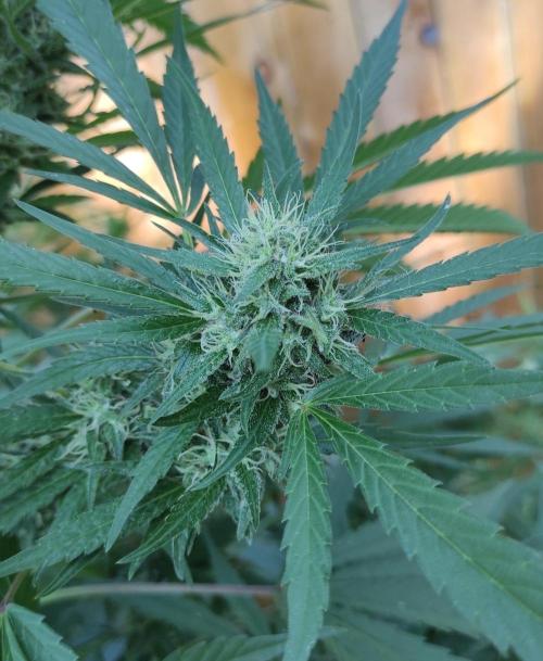 Six for the Summer of 2026. Week 22 - Day 162 Super Lemon Haze (bud)