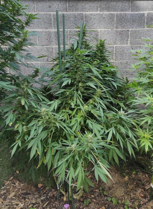 Six for the Summer of 2026. Week 22 - Day 162 Strawberry Haze