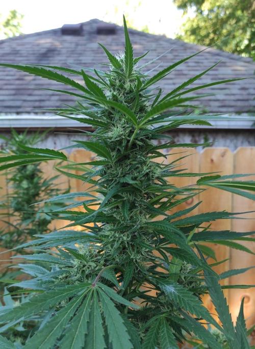 Six for the Summer of 2026. Week 22 - Day 162 Super Lemon Haze (kola)