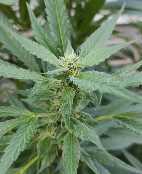 Six for the Summer of 2026. Week 22 - Day 162 Tahoe OG (bud)