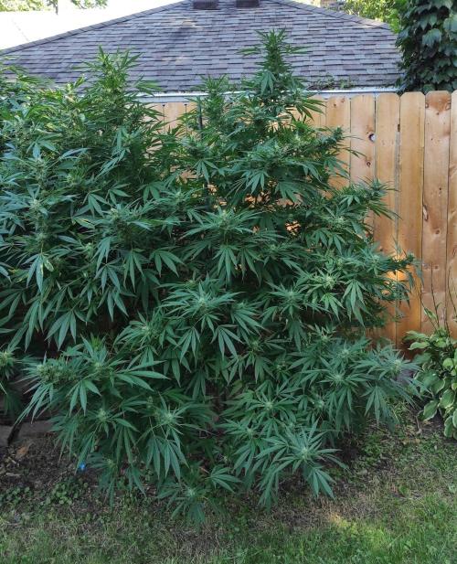 Six for the Summer of 2026. Week 22 - Day 162 Super Lemon Haze