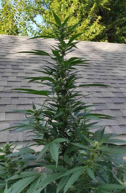Six for the Summer of 2026. Week 22 - Day 162 Tahoe OG (kola)