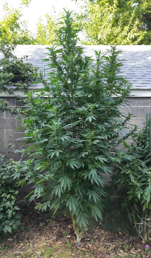 Six for the Summer of 2026. Week 22 - Day 162 Tahoe OG