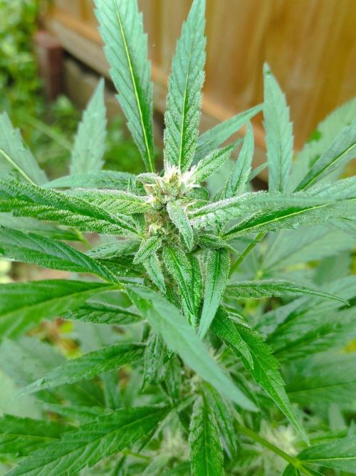 Gelato Auto. Week 8