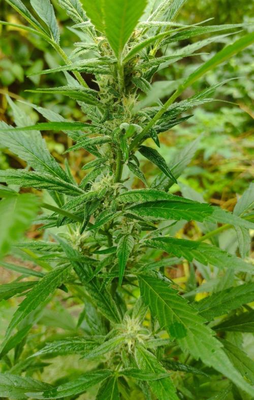 Late Summer Limited Edition Gelato Auto. Week 8 - Day 63 Gelato Auto (kola)