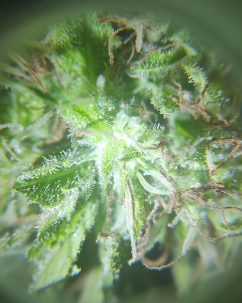 Six for the Summer of 2026. Week 23 - Day 167 Strawberry Haze (salvage scope)