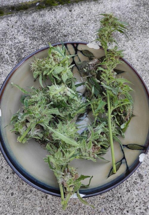 Six for the Summer of 2026. Week 23 - Day 167 Strawberry Haze (bud rot trim)