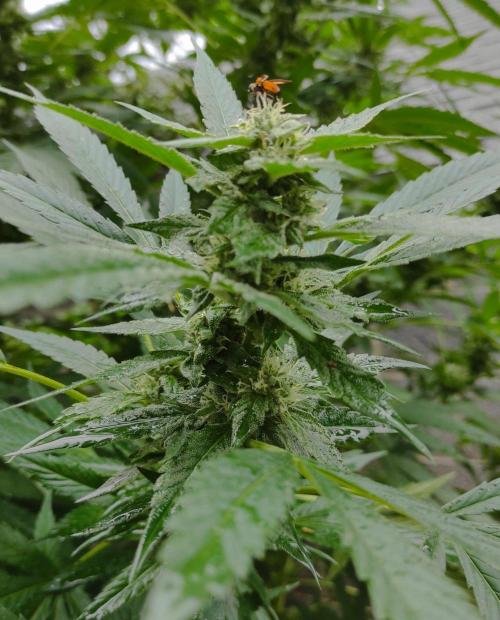 Six for the Summer of 2026. Week 23 - Day 168 Strawberry Haze (pollinator)