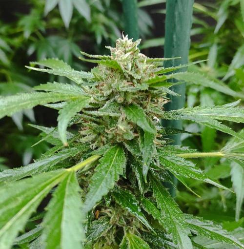 Six for the Summer of 2026. Week 23 - Day 169 Strawberry Haze (bud)