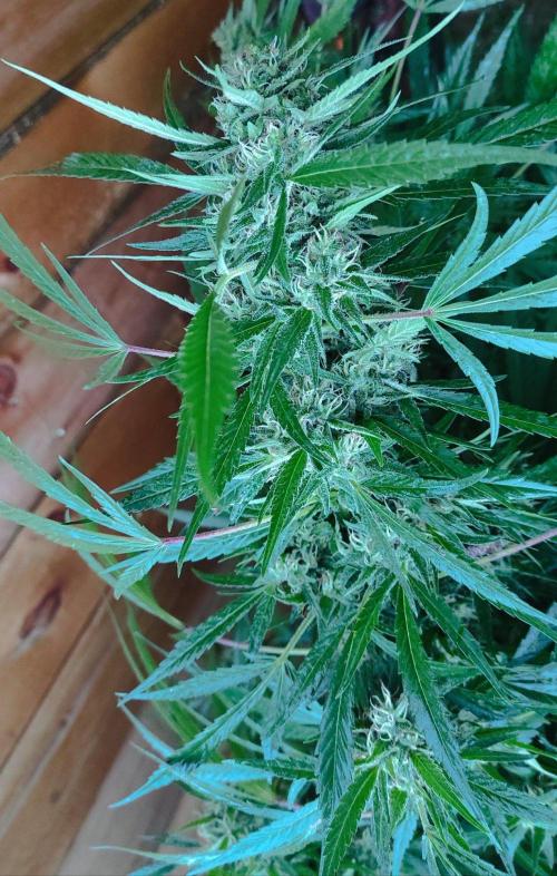 Six for the Summer of 2026. Week 23 - Day 169 Super Lemon Haze (kola)