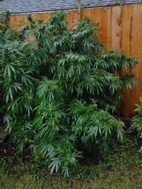 Six for the Summer of 2026. Week 23 - Day 169 Super Lemon Haze