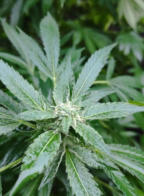 Six for the Summer of 2026. Week 23 - Day 169 Tahoe OG (bud)