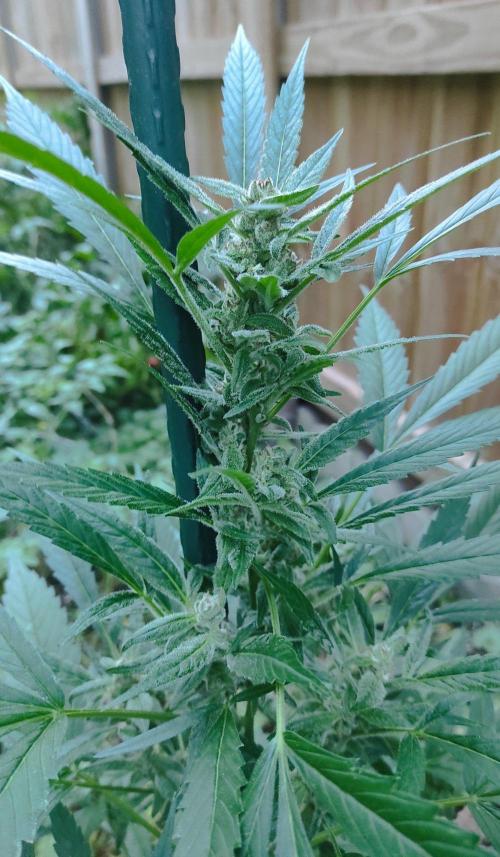 Late Summer Limited Edition Gelato Auto. Week 9 - Day 70 Gelato Auto (kola)