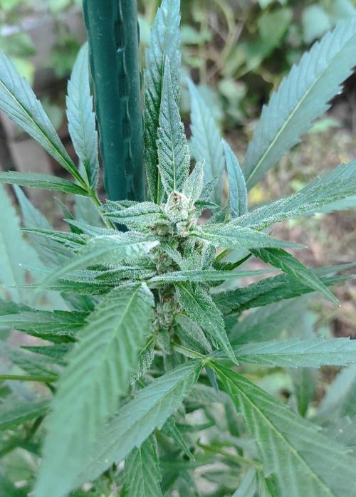 Late Summer Limited Edition Gelato Auto. Week 9 - Day 70 Gelato Auto (bud)
