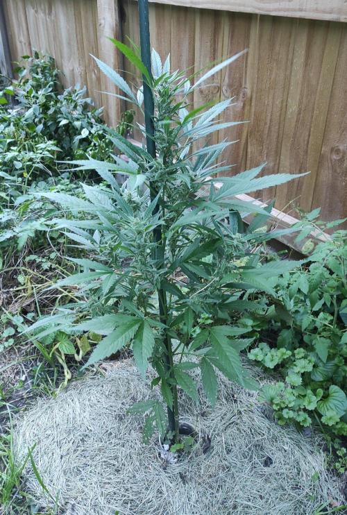 Late Summer Limited Edition Gelato Auto. Week 9 - Day 70 Gelato Auto (side
)