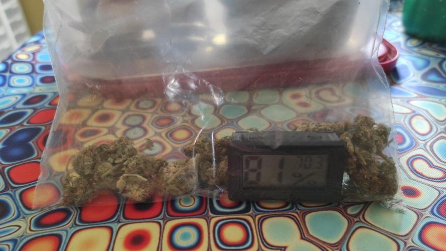 Six for the Summer of 2026. Week 24 - Day 173 bud rot salvage samples