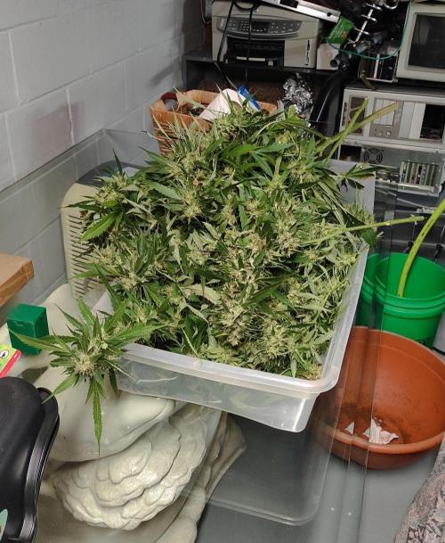 Six for the Summer of 2026. Week 24 - Day 175 Strawberry Haze (cut)