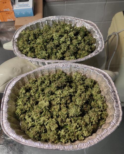 Six for the Summer of 2026. Week 24 - Day 175 Strawberry Haze (trimmed)