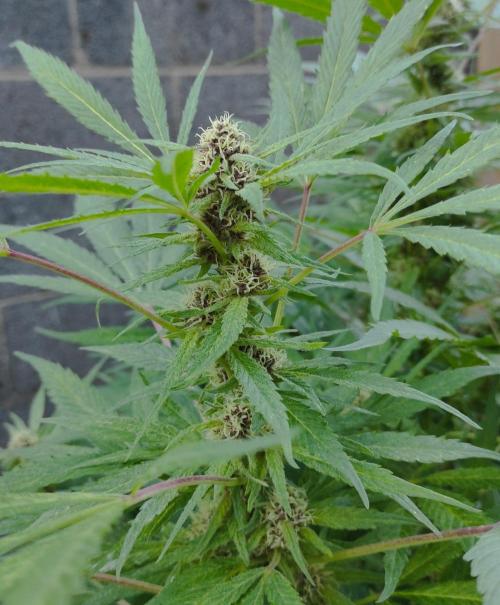 Six for the Summer of 2026. Week 24 - Day 176 Gelato (bud)