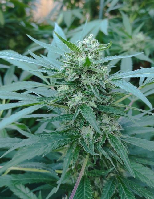 Six for the Summer of 2026. Week 24 - Day 176 Super Lemon Haze (bud)