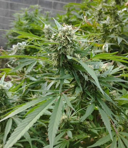 Six for the Summer of 2026. Week 24 - Day 176 Super Lemon Haze (kola)