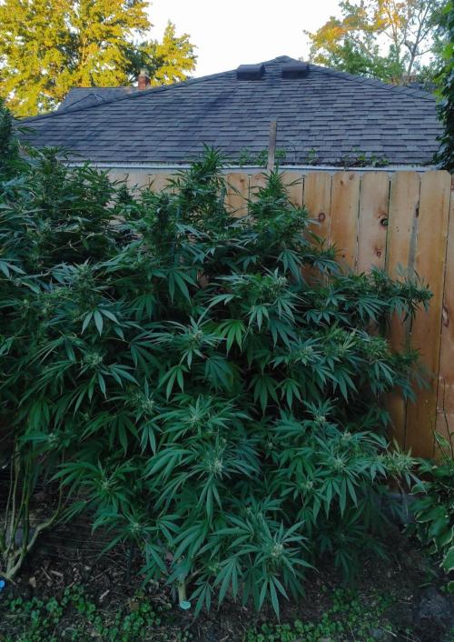 Six for the Summer of 2026. Week 24 - Day 176 Super Lemon Haze