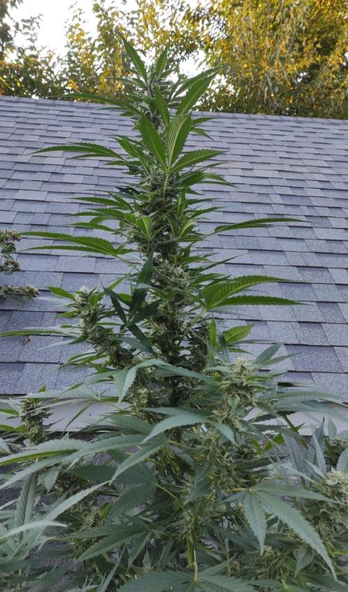 Six for the Summer of 2026. Week 24 - Day 176 Tahoe OG (kola)