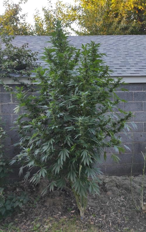 Six for the Summer of 2026. Week 24 - Day 176 Tahoe OG