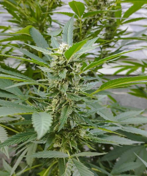 Six for the Summer of 2026. Week 24 - Day 176 Tahoe OG (bud)