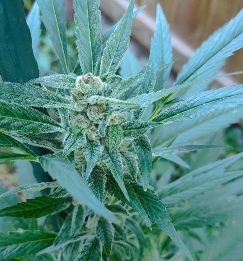 Late Summer Limited Edition Gelato Auto. Week 10 - Day 70 Gelato Auto (bud)