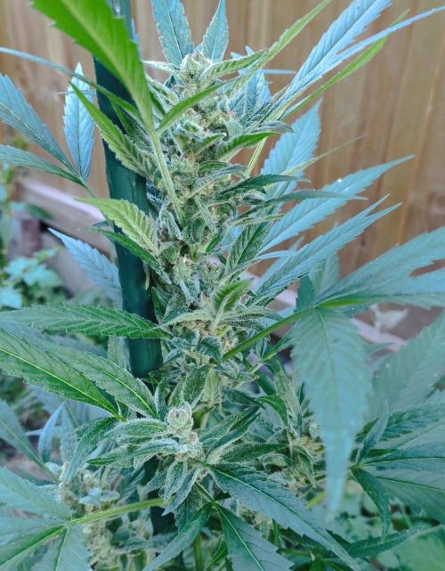 Late Summer Limited Edition Gelato Auto. Week 10 - Day 70 Gelato Auto (kola)