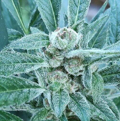 Late Summer Limited Edition Gelato Auto. Week 10 - Day 77 Gelato Auto (zoom)