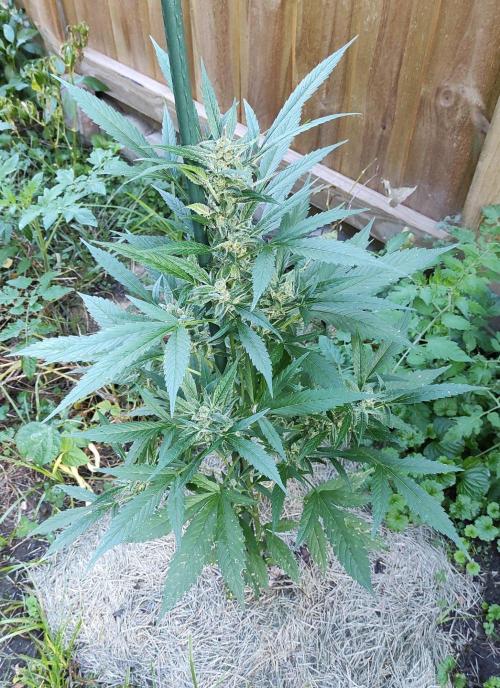 Late Summer Limited Edition Gelato Auto. Week 10 - Day 70 Gelato Auto (top)
