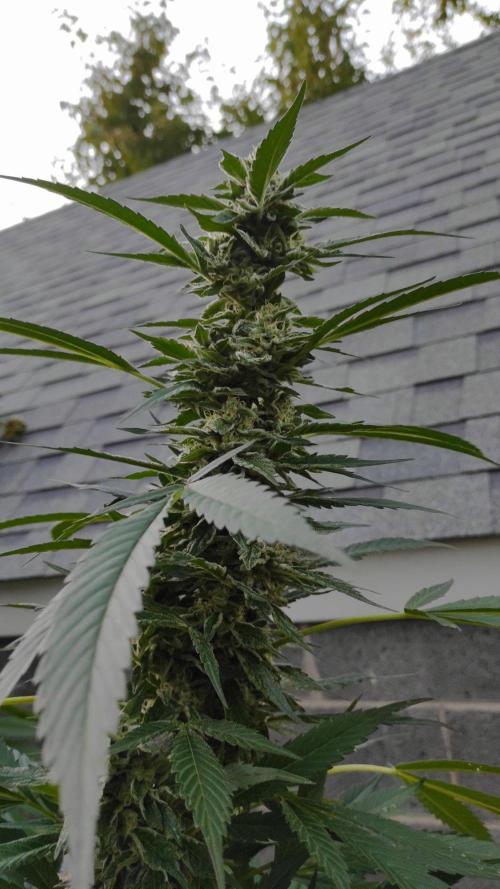 Six for the Summer of 2026. Week 25 - Day 183 Tahoe OG (kola 2)