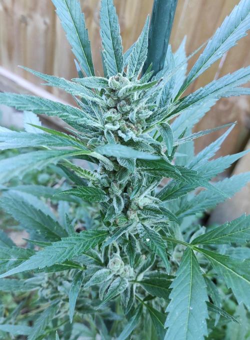 Late Summer Limited Edition Gelato Auto. Week 11 - Day 84 Gelato Auto (kola)