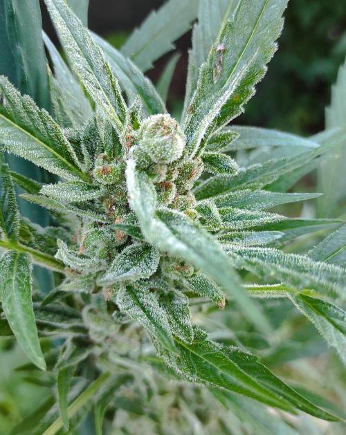 Late Summer Limited Edition Gelato Auto. Week 11 - Day 84 Gelato Auto (bud)