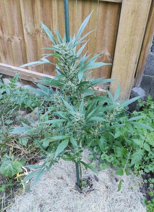 Late Summer Limited Edition Gelato Auto. Week 11 - Day 84 Gelato Auto (side)
