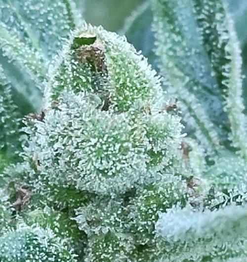 Gelato Auto. Week 11