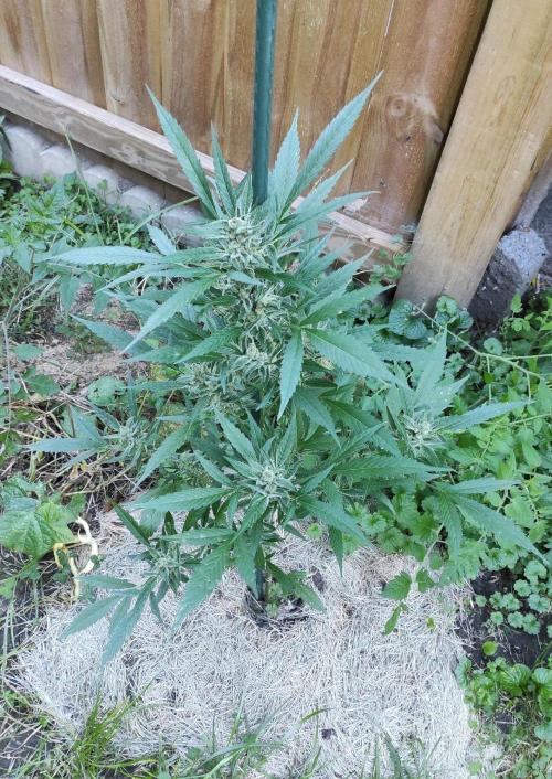 Late Summer Limited Edition Gelato Auto. Week 11 - Day 84 Gelato Auto (top)