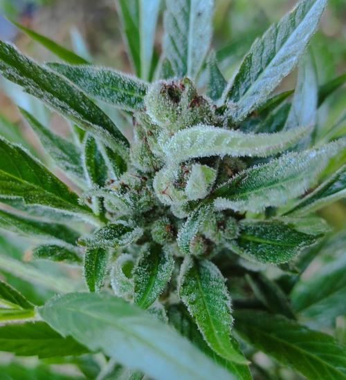 Late Summer Limited Edition Gelato Auto. Week 13 - Day 98 Gelato Auto (bud)