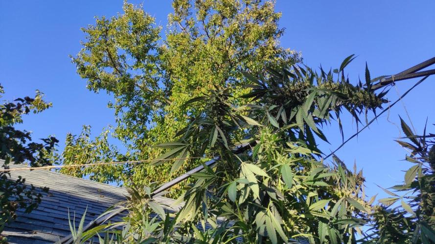 Six for the Summer of 2026. Week 28 - Day 202 Tahoe OG (main kola support)